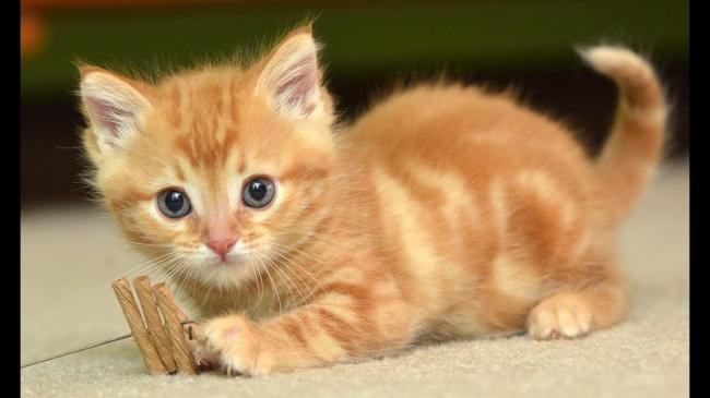 Periset Petik Pelajaran dari Lidah Kucing